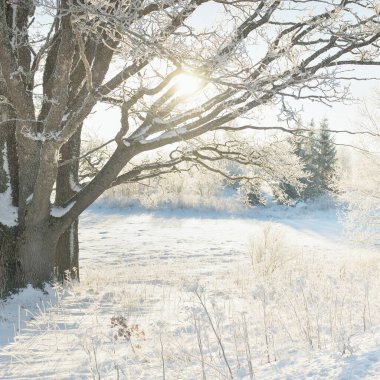 Güneşli bir günde karla kaplı orman parkına giden yol. Güçlü ağaçlar, don, yumuşak güneş ışığı. Kış Harikalar Diyarı. Idyllic manzara. Noel tatilleri, eko turizm, yürüyüş, kayak temaları