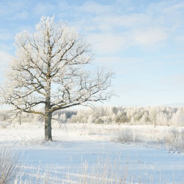 Kudretli meşe ağacı, karla kaplı tarla, taze karda insan izleri. Orman çayırı. Saf güneş ışığı. Kış Harikalar Diyarı. Ekoloji, eko turizm, çevre koruma, noel tatilleri, kayak
