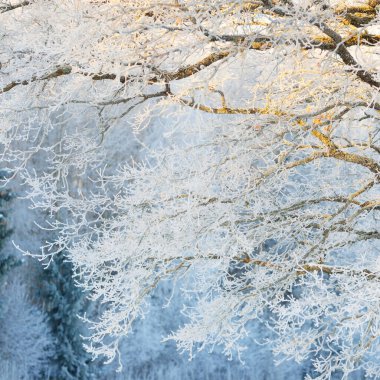 Ulu meşe ağacı. Orman çayırı. Saf güneş ışığı, açık mavi gökyüzü. Kış Harikalar Diyarı. Ekoloji, eko turizm, çevre koruma, noel tatilleri, kayak