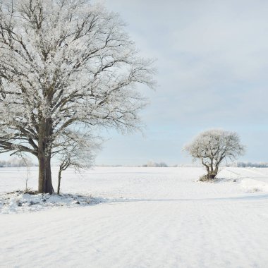 Kudretli meşe ağacı, karla kaplı tarla, taze karda insan izleri. Orman çayırı. Saf güneş ışığı. Kış Harikalar Diyarı. Ekoloji, eko turizm, çevre koruma, noel tatilleri, kayak