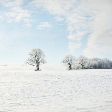 Kudretli meşe ağacı, karla kaplı tarla, taze karda insan izleri. Orman çayırı. Saf güneş ışığı. Kış Harikalar Diyarı. Ekoloji, eko turizm, çevre koruma, noel tatilleri, kayak