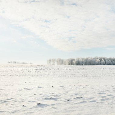 Orman çayırı ve kır arazisi. Saf güneş ışığı, açık mavi gökyüzü. Kış Harikalar Diyarı. Idyllic kırsal kesim. Ekoloji, eko turizm, çevre koruma, noel tatilleri, kayak, uzak yerler