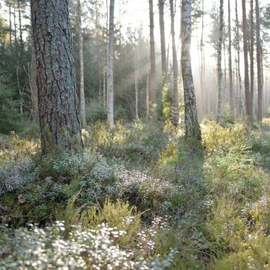 Görkemli Evergreen Ormanı. Güçlü çam ve çam ağaçları, yosun, eğrelti otu, bitkiler. Yumuşak güneş ışığı. Baharın başında. Saf doğa. Ekoloji, yürüyüş, temiz hava, sağlıklı yaşam tarzı kavramları.
