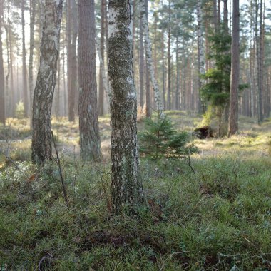 Görkemli Evergreen Ormanı. Güçlü çam ve çam ağaçları, yosun, eğrelti otu, bitkiler. Yumuşak güneş ışığı. Baharın başında. Saf doğa. Ekoloji, yürüyüş, temiz hava, sağlıklı yaşam tarzı kavramları.