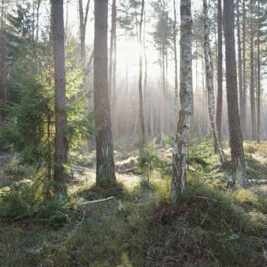 Görkemli Evergreen Ormanı. Güçlü çam ve çam ağaçları, yosun, eğrelti otu, bitkiler. Yumuşak güneş ışığı. Baharın başında. Saf doğa. Ekoloji, yürüyüş, temiz hava, sağlıklı yaşam tarzı kavramları.