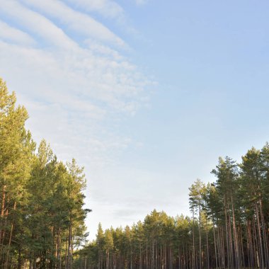 Görkemli Evergreen Ormanı. Güçlü çam ve çam ağaçları. Yumuşak ışık. Baharın başında. Saf doğa. Ekoloji, yürüyüş, temiz hava.
