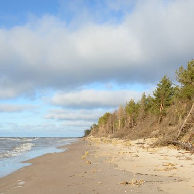 Fırtınadan sonra Baltık Denizi. Kum tepeleri, altın kum tepeleri, görkemli yeşil çam ormanları. Resimli manzara, deniz manzarası, doğa. Panoramik manzara. Ekoloji, eko turizm, yürüyüş kavramları