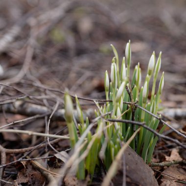 Ormanda küçük kır çiçekleri (Galanthus). Çiçek tomurcuğu. Kış sıcağı, Avrupa 'nın ilkbaharı. Saflığın, huzurun, sevincin sembolü. Başlangıç olarak, Paskalya konsepti. Doğa, çevre, ekoloji