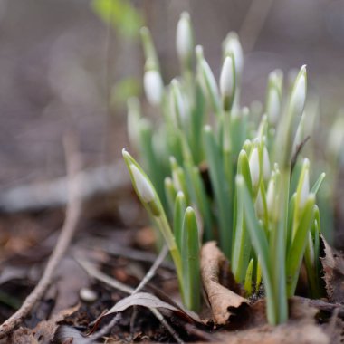 Ormanda küçük kır çiçekleri (Galanthus). Çiçek tomurcuğu. Kış sıcağı, Avrupa 'nın ilkbaharı. Saflığın, huzurun, sevincin sembolü. Başlangıç olarak, Paskalya konsepti. Doğa, çevre, ekoloji