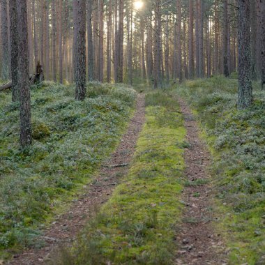 Görkemli Evergreen Ormanı 'ndan geçen yol. Güçlü çam ve çam ağaçları. Yumuşak günbatımı ışığı. Baharın başında. Saf doğa. Ekoloji, doğa yürüyüşü, sağlıklı yaşam tarzı kavramları