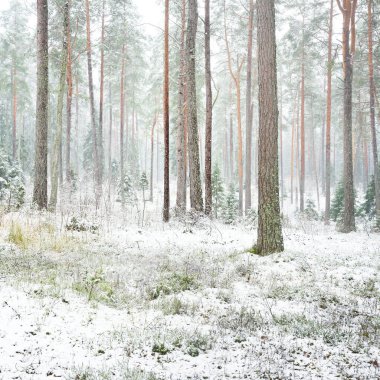 Karla kaplı çam ağacı ormanı. Kar fırtınası. Her daim yeşil olan ağaçlar. Karanlık atmosferik manzara. Idyllic kırsal kesim. Kış Harikalar Diyarı. Panoramik manzara. Saf doğa, eko-turizm.