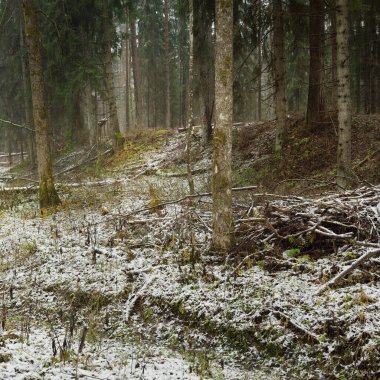 Karla kaplı tepeden geçen yol görkemli yeşil bir orman, güçlü çam ve çam ağaçları, ağaç kütükleri, yosunlar, bitkiler. Atmosferik kış sahnesi. Doğa, eko-turizm