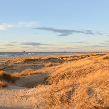Gün batımında Baltık kıyısı. Kumsal, kum tepeleri. Dinlenme alanı. Yumuşak güneş ışığı. Doğa, çevre, yerel seyahat, eko turizm