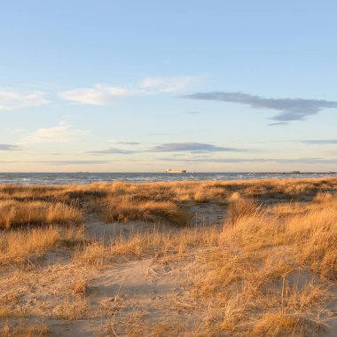 Gün batımında Baltık kıyısı. Kumsal, kum tepeleri. Dinlenme alanı. Yumuşak güneş ışığı. Doğa, çevre, yerel seyahat, eko turizm