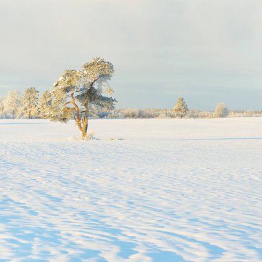 Güçlü çam ağaçları, karla kaplı tarlalar, taze karda insan izleri. Saf güneş ışığı. Kış Harikalar Diyarı. Ekoloji, eko-turizm, çevre koruma, noel tatilleri, kayak