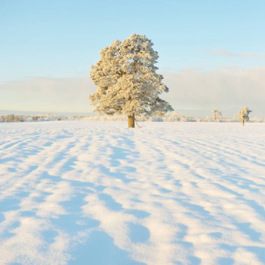 Güçlü çam ağaçları, karla kaplı tarlalar, taze karda insan izleri. Saf güneş ışığı. Kış Harikalar Diyarı. Ekoloji, eko-turizm, çevre koruma, noel tatilleri, kayak