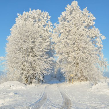 Güneşli bir günde karla kaplı orman parkına giden yol. Güçlü ağaçlar, don, yumuşak güneş ışığı. Kış Harikalar Diyarı. Idyllic manzara. Noel tatilleri, eko turizm, yürüyüş, kayak temaları