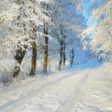Güneşli bir günde karla kaplı orman parkına giden yol. Güçlü ağaçlar, don, yumuşak güneş ışığı. Kış Harikalar Diyarı. Idyllic manzara. Noel tatilleri, eko turizm, yürüyüş, kayak temaları