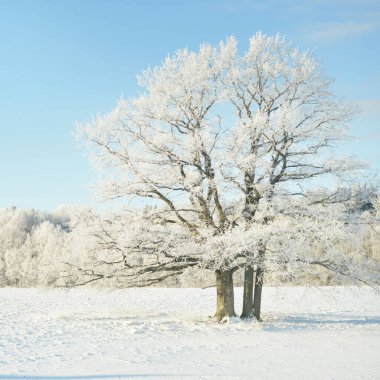 Kudretli meşe ağacı, karla kaplı tarla, taze karda insan izleri. Orman çayırı. Saf güneş ışığı. Kış Harikalar Diyarı. Ekoloji, eko turizm, çevre koruma, noel tatilleri, kayak