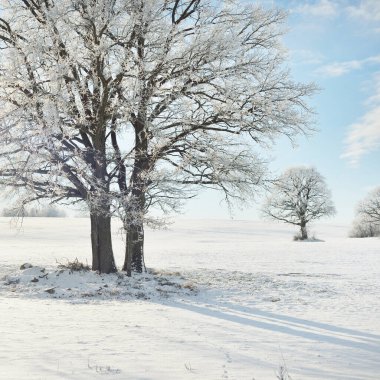 Kudretli meşe ağacı, karla kaplı tarla, taze karda insan izleri. Orman çayırı. Saf güneş ışığı. Kış Harikalar Diyarı. Ekoloji, eko turizm, çevre koruma, noel tatilleri, kayak
