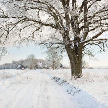 Güneşli bir günde karla kaplı tarlaların ve köyün içinden geçen yol. Arka plandaki kır evleri. Idyllic manzara. Noel tatilleri, eko turizm, yürüyüş, kayak, uzak yerler, off-road teması