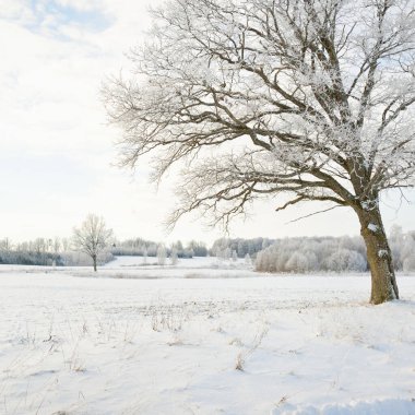 Kırsal alanda, karla kaplı tarlaların içinden geçen köy yolu. Arabadan görüntü. Kar sürükleniyor. Avrupa. Doğa, Noel tatilleri, uzak yerler, kış lastikleri, tehlikeli sürüş konsepti