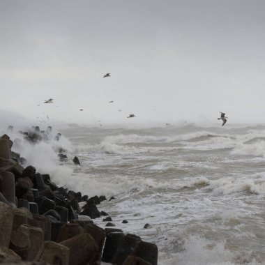 Sis içindeki Baltık Denizi. Dalgalar, su sıçratma, fırtına. Dalgalar, uçan martılar. Resimli panoramik monokrom manzarası, deniz manzarası. Doğa, çevre, sert hava, tehlike