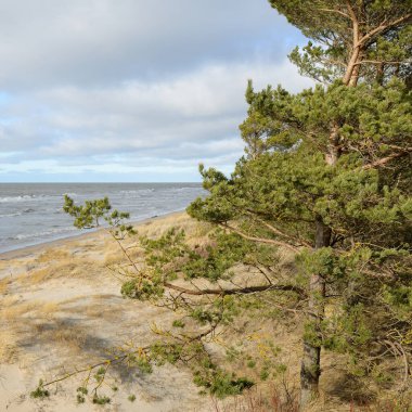 Fırtınadan sonra Baltık Denizi. Kum tepeleri, altın kum tepeleri, görkemli yeşil çam ormanları. Resimli manzara, deniz manzarası, doğa. Panoramik manzara. Ekoloji, eko turizm, yürüyüş kavramları