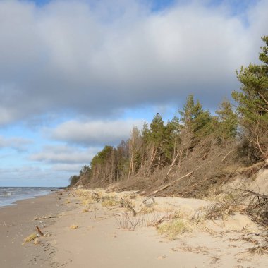 Fırtınadan sonra Baltık Denizi. Kum tepeleri, altın kum tepeleri, görkemli yeşil çam ormanları. Resimli manzara, deniz manzarası, doğa. Panoramik manzara. Ekoloji, eko turizm, yürüyüş kavramları