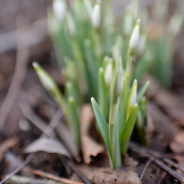 Ormanda küçük kır çiçekleri (Galanthus). Çiçek tomurcuğu. Kış sıcağı, Avrupa 'nın ilkbaharı. Saflığın, huzurun, sevincin sembolü. Başlangıç olarak, Paskalya konsepti. Doğa, çevre, ekoloji