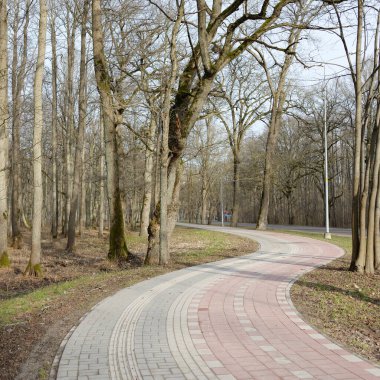 Orman parkında modern virajlı yaya yolu ve bisiklet yolu. Baharın başında. Güçlü ağaçlar, kuru altın yapraklar. Doğa, ekoloji, eğlence, kuzey yürüyüşü, bisiklet, yürüyüş, eko-turizm