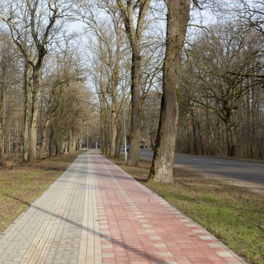 Orman parkında modern virajlı yaya yolu ve bisiklet yolu. Baharın başında. Güçlü ağaçlar, kuru altın yapraklar. Doğa, ekoloji, eğlence, kuzey yürüyüşü, bisiklet, yürüyüş, eko-turizm