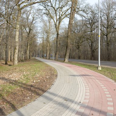 Orman parkında modern virajlı yaya yolu ve bisiklet yolu. Baharın başında. Güçlü ağaçlar, kuru altın yapraklar. Doğa, ekoloji, eğlence, kuzey yürüyüşü, bisiklet, yürüyüş, eko-turizm