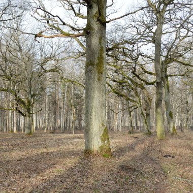 Orman parkına giden yol. Sonbahar renkleri, yumuşak güneş ışığı. Güçlü ağaçlar, kuru bitkiler, yosun, altın yapraklar. Baharın başında. Atmosferik manzara. Doğa, çevre. Panoramik görünüm