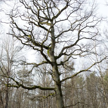 Orman parkına giden yol. Sonbahar renkleri, yumuşak güneş ışığı. Güçlü ağaçlar, yosun. Baharın başında. Atmosferik manzara. Doğa, çevre. Panoramik görünüm