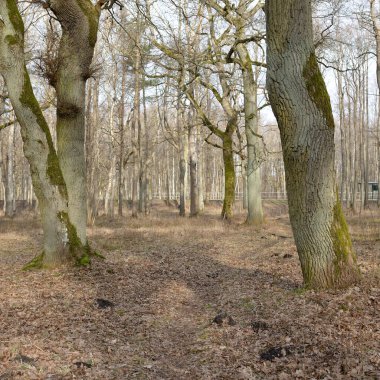 Orman parkına giden yol. Sonbahar renkleri, yumuşak güneş ışığı. Güçlü ağaçlar, kuru bitkiler, yosun, altın yapraklar. Baharın başında. Atmosferik manzara. Doğa, çevre. Panoramik görünüm