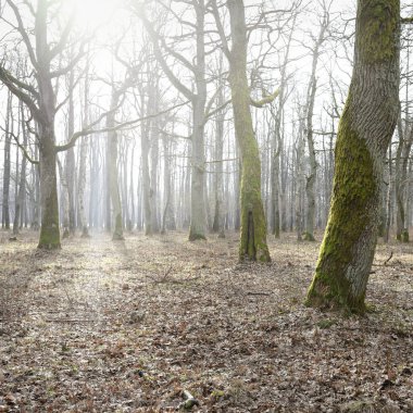 Orman parkına giden yol. Sonbahar renkleri, yumuşak güneş ışığı. Güçlü ağaçlar, kuru bitkiler, yosun, altın yapraklar. Baharın başında. Atmosferik manzara. Doğa, çevre. Panoramik görünüm