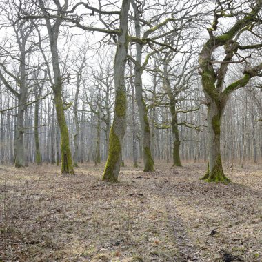 Orman parkına giden yol. Sonbahar renkleri, yumuşak güneş ışığı. Güçlü ağaçlar, kuru bitkiler, yosun, altın yapraklar. Baharın başında. Atmosferik manzara. Doğa, çevre. Panoramik görünüm