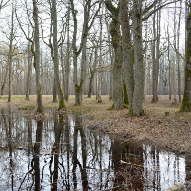 Orman parkına giden yol. Sonbahar renkleri, yumuşak güneş ışığı. Güçlü ağaçlar, kuru bitkiler, yosun, altın yapraklar. Baharın başında. Atmosferik manzara. Doğa, çevre. Panoramik görünüm