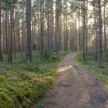 Görkemli Evergreen Ormanı 'ndan geçen yol. Güçlü çam ve çam ağaçları. Yumuşak günbatımı ışığı. Baharın başında. Saf doğa. Ekoloji, doğa yürüyüşü, sağlıklı yaşam tarzı kavramları