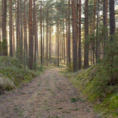 Görkemli Evergreen Ormanı 'ndan geçen yol. Güçlü çam ve çam ağaçları. Yumuşak günbatımı ışığı. Baharın başında. Saf doğa. Ekoloji, doğa yürüyüşü, sağlıklı yaşam tarzı kavramları