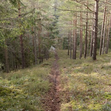 Görkemli Evergreen Ormanı. Güçlü çam ve çam ağaçları, yosun, eğrelti otu, bitkiler. Yumuşak güneş ışığı. Baharın başında. Saf doğa. Ekoloji, yürüyüş, temiz hava, sağlıklı yaşam tarzı kavramları.