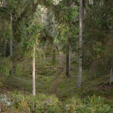 Görkemli Evergreen Ormanı. Güçlü çam ve çam ağaçları, yosun, eğrelti otu, bitkiler. Yumuşak güneş ışığı. Baharın başında. Saf doğa. Ekoloji, yürüyüş, temiz hava, sağlıklı yaşam tarzı kavramları.