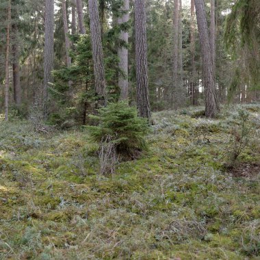 Görkemli Evergreen Ormanı. Güçlü çam ve çam ağaçları, yosun, eğrelti otu, bitkiler. Yumuşak güneş ışığı. Baharın başında. Saf doğa. Ekoloji, yürüyüş, temiz hava, sağlıklı yaşam tarzı kavramları.