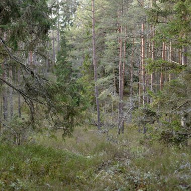 Görkemli Evergreen Ormanı. Güçlü çam ve çam ağaçları, yosun, eğrelti otu, bitkiler. Yumuşak güneş ışığı. Baharın başında. Saf doğa. Ekoloji, yürüyüş, temiz hava, sağlıklı yaşam tarzı kavramları.