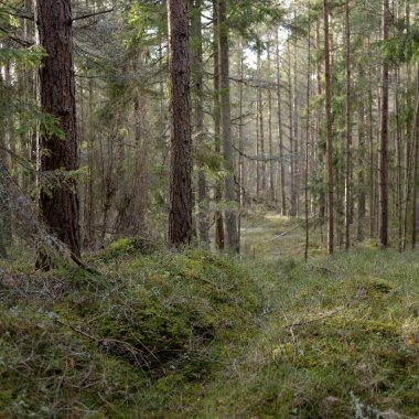 Görkemli Evergreen Ormanı. Güçlü çam ve çam ağaçları, yosun, eğrelti otu, bitkiler. Yumuşak güneş ışığı. Baharın başında. Saf doğa. Ekoloji, yürüyüş, temiz hava, sağlıklı yaşam tarzı kavramları.