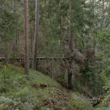 Görkemli Evergreen Ormanı. Güçlü çam ve çam ağaçları, yosun, eğrelti otu, bitkiler. Yumuşak güneş ışığı. Baharın başında. Saf doğa. Ekoloji, yürüyüş, temiz hava, sağlıklı yaşam tarzı kavramları.