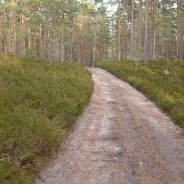 Görkemli yemyeşil ormanın içinden geçen yol (kırsal yol). Güçlü çam ve çam ağaçları, yosun, eğrelti otu, bitkiler. Yumuşak ışık. Baharın başında. Saf doğa. Ekoloji, yürüyüş, temiz hava, sağlıklı yaşam tarzı.