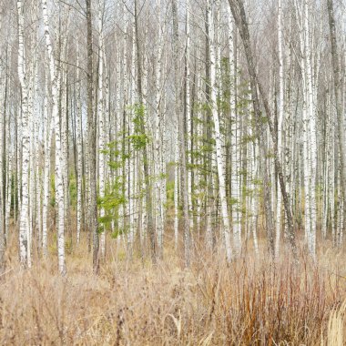 Orman kırağı ve ilk karla kaplıydı. Huş ağacı, çam ağacı, çam ağacı. Kış başlangıcı. Panoramik manzara. Doğa, mevsimler, ekoloji, ekoloji, çevre
