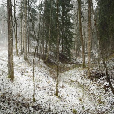 Karla kaplı tepeden geçen yol görkemli yeşil bir orman, güçlü çam ve çam ağaçları, ağaç kütükleri, yosunlar, bitkiler. Atmosferik kış sahnesi. Doğa, eko-turizm